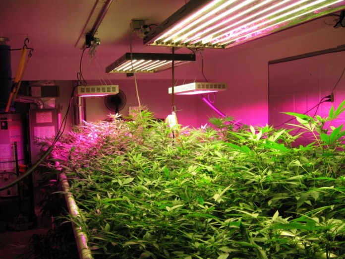 Do LED Grow Light Work? Lifestyletango